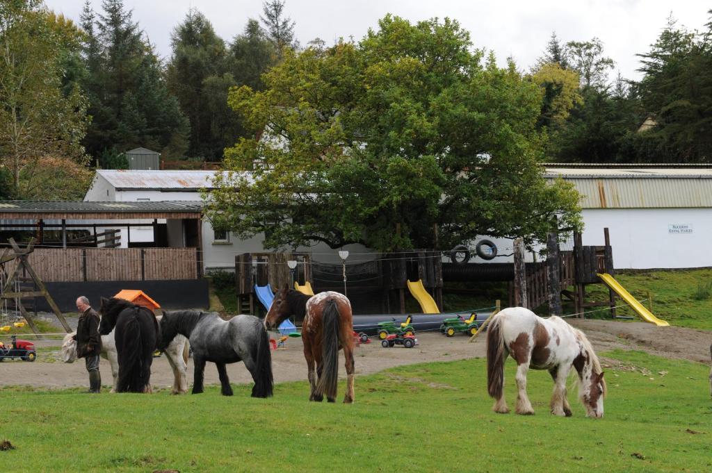 Muckross Riding Stables B&B